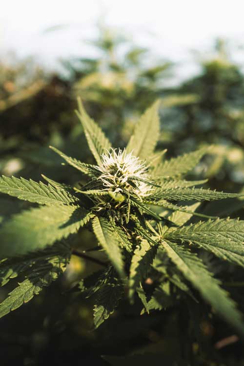 marijuana plant