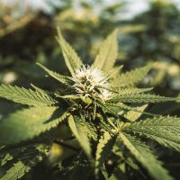 marijuana plant